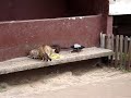 Наглая Ворона