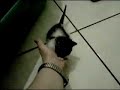Gattino stupendo appena svezzato Gattino stupendo appena svezzato