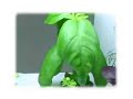 AeroGarden Gourmet Herbs Seed Kit