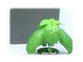 AeroGarden-Gourmet-H