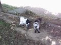 Pirouette & Cacahuette