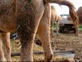 ラクダ動画