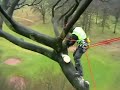 Beech tree felling, Knutsford, England day 1