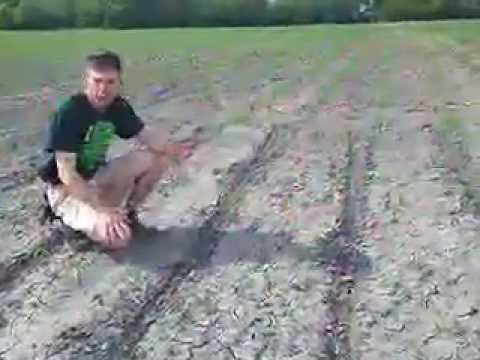 how to replant corn