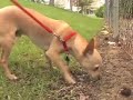Home Made Dog Food