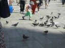 Little Boy Chasing Pigeons in Venice
