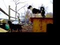 Molly - Dog Show USA