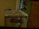 Shyla Jumps Out Play Pen