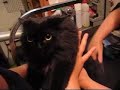 Talking cat gets shaved Talking cat gets shaved