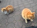 猫・ペット掲示板の新着