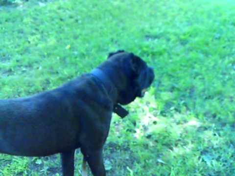 cane corso