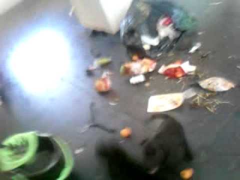 labrador puppies destroy house