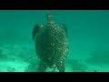 Sea Turtle In Maldives Coco Palm Bodu Hithi