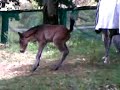 Nameless War Horse