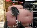 Kittens Playing On A Chair pt1