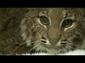 SKIP the bobcat