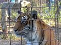 Big Cat Tiger so Happy Playing in his Private Pool created by Leiza Halsey Big Cat Tiger so Happy Playing in his Private Pool created by Leiza Halsey