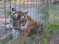 Big Cat Tiger so Happy Playing in his Private Pool created by Leiza Halsey