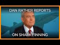 PETA Interview: Dan Rather Reports on Shark Finning