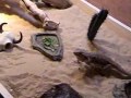 feeeeding-time.html