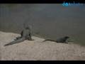 Galapagos Islands