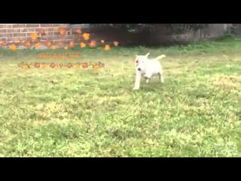 PRANCER SUPER PUPPY READY TO GO
