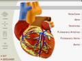 anatomie-chadli