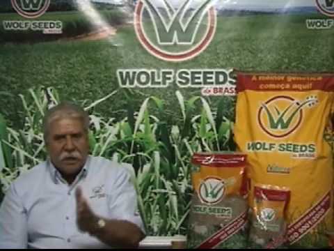 Wolf Seeds do Brasil - Brachiaria Ruziziensis