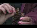 About Plants & Gardens : How Do Coniferous Plants Reproduce? About Plants & Gardens : How Do Coniferous Plants Reproduce?