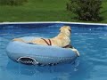 Coulie lounging in the pool Coulie lounging in the pool