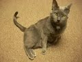 Katie, Cute Cat Katie, Cute Cat