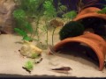 Super Rare Corydoras  ????? GEOFFREY-Cory fish Aquarium Tank
