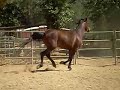 Belgian Warmblood for sale Belgian Warmblood for sale