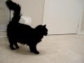 Darla a SpayMart cat up for adoption Darla a SpayMart cat up for adoption