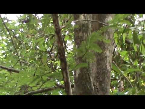 how to harvest tamarind