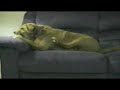 Cachorro louco!