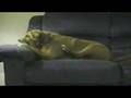 Foto v�deo