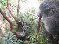 Koalas1