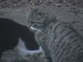 The stray cat climbed the tree. Sat on top of the bird nest house trying to find a way to get the bird. The bird family in the bird house refused the cats 