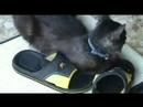 ボール猫動画