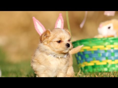 Puppies Youtubefunny on Puppies Met Grote Oren Spelen Voor Paashaas