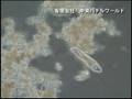 パラメシウム