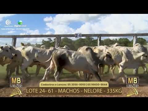 533� LEIL�O VIRTUAL MB LEIL�ES