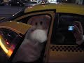 Polar Bear Catches Taxi