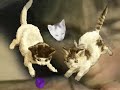 chose chaton 