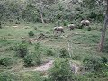 elephants