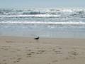 videos de Praia da Rainha