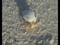 Pearlwin Safaris Video