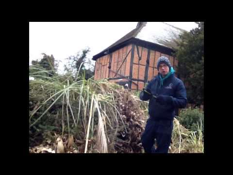 how to transplant pampas grass
