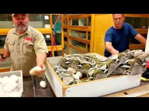 YouTube reptile video